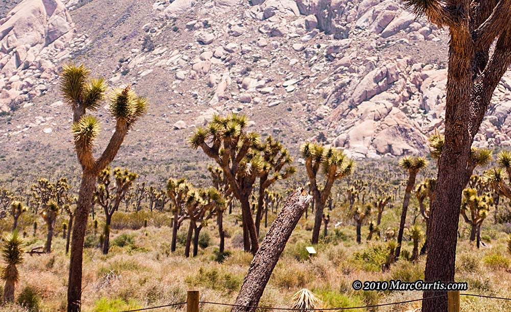 Joshua-Tree2 Joshua Tree National Park