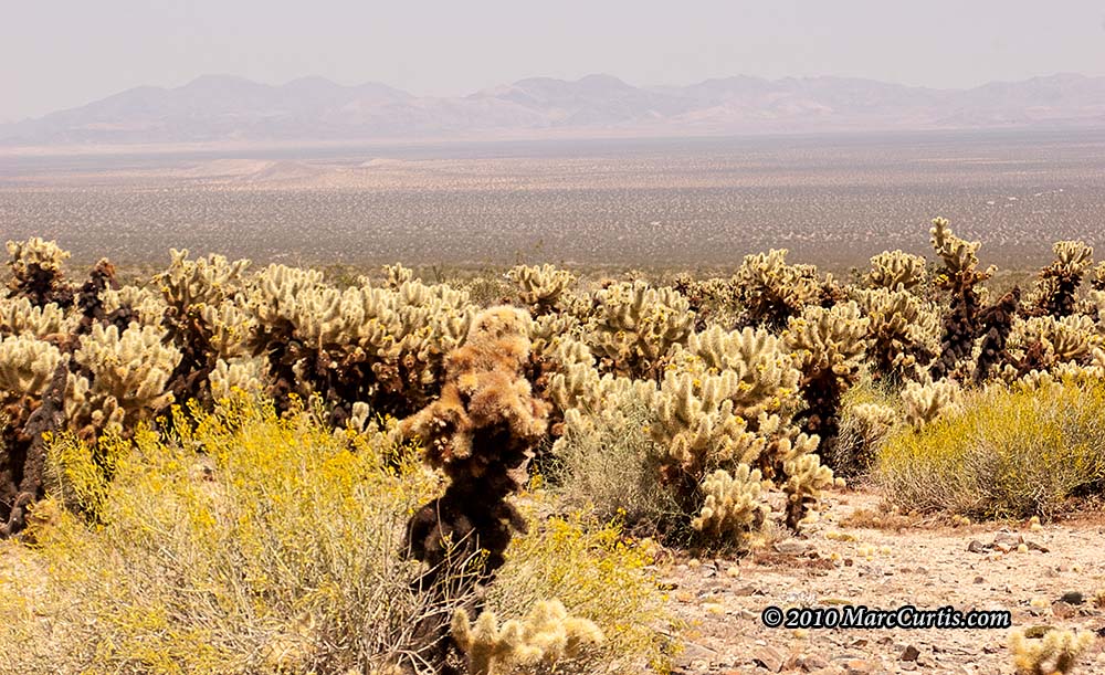 Joshua-Tree4 Joshua Tree National Park