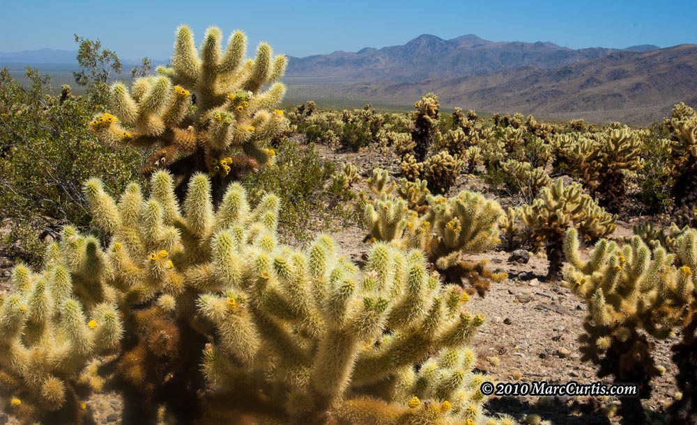 Joshua-Tree5 Joshua Tree National Park