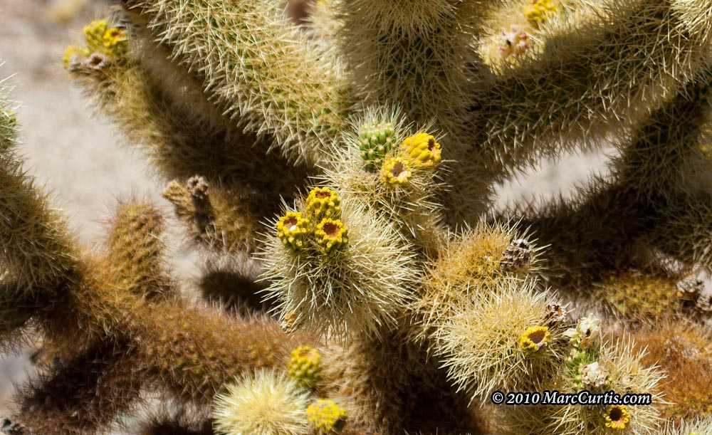 Joshua-Tree6 Joshua Tree National Park