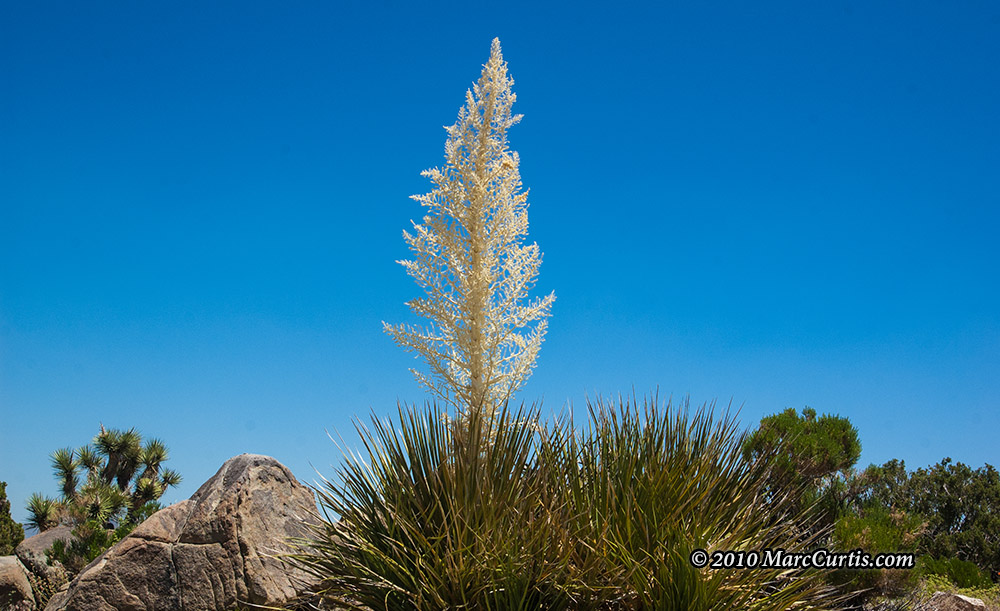 Joshua-Tree7 Joshua Tree National Park